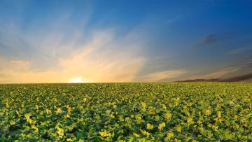 Raps-Bestand im Herbst optimieren